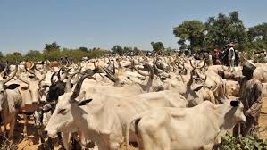 Photo of FG launches pilot cattle ranch scheme for Fulani herdsmen