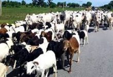 Photo of FG debunks report of banning open grazing 