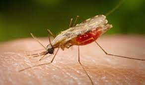 Photo of New specie of mosquito just discovered may worsen malaria scourge in African countries