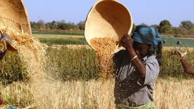 Photo of Wheat development programme yield underscores the role of research and trials