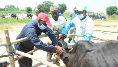 Photo of Outspan deepens BIP efforts, inseminates 100 cattle to boost local milk production