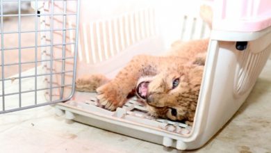 Photo of Rescued lion in Abuja, moved to zoo