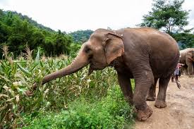 Photo of Wild elephant invades Oyo community, kills one