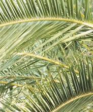 Photo of How an Indian company is transforming palm leaves into tableware