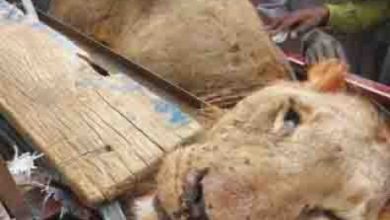 Photo of Local hunters kill lion in Borno community