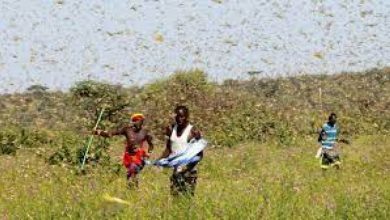 Photo of Outbreaks of swarm birds, locusts in three northern states