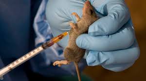 Photo of Lassa fever on rampage, kills 155 in 97 Local Govts, casualties hit 4,820