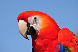 Photo of Nigerian deported from Canada for killing a Parrot