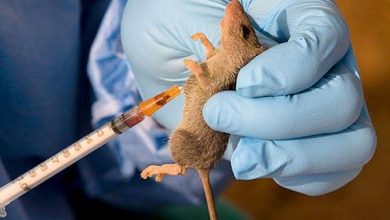 Photo of Lassa Fever claims 109 lives in 22 states