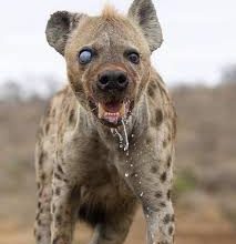 Photo of Fear, anxiety grip Jos residents as hyena escapes from wildlife park