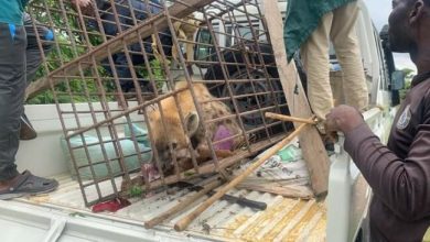 Photo of Missing hyena captured, returned to Jos Wildlife Park 