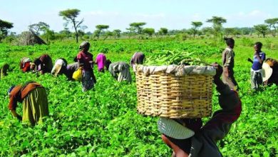 Photo of Globacom partners Lagos govt to boost food sufficiency through M-Agric initiative