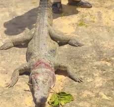 Photo of Flood has swept deadly animals into communities — Borno Museum