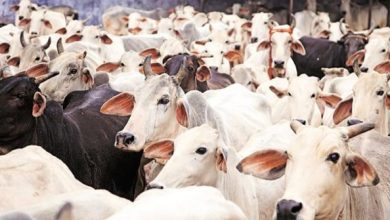 Photo of Lagos butchers lament drop in number of cows slaughtered daily as prices soar to N1.7 million