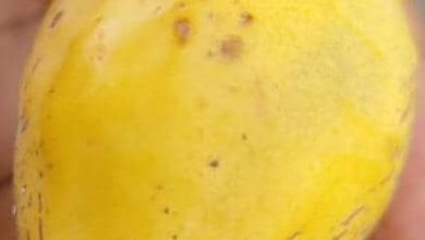 Photo of African almonds or tropical almonds, telling the African food story