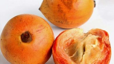 Photo of African Star Apple: Telling the African, Nigerian food story