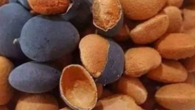 Photo of Discover black velvet tamarind, Africa’s tropical superfruit