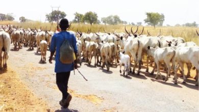Photo of Benue farmers raise alarm over influx of herdsmen, cattle to communities