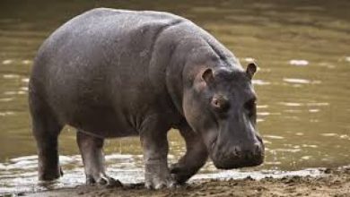 Photo of Displaced hippos kill one, attack communities in Adamawa