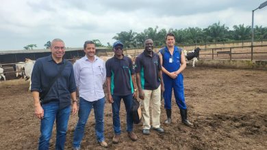 Photo of Envoy, others laud positive result of first Nigeria’s cattle embryo transfer