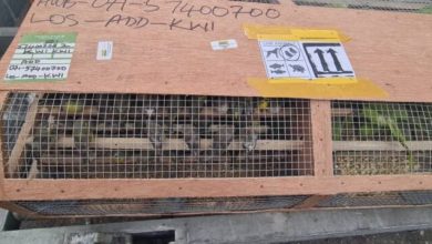 Photo of Customs foils illegal export of over 1,600 birds at Lagos airport