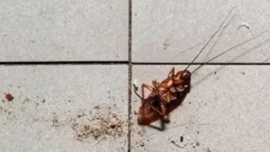 Photo of Woman trying to burn cockroach sets apartment ablaze