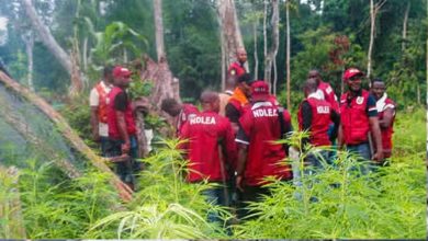 Photo of NDLEA intercepts vehicle loaded with Tramadol, others in Niger