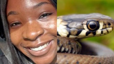 Photo of How to keep snakes away from your home [FULL LIST]