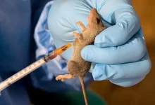 Photo of DEADLY OUTBREAK: Lassa fever kills 191 Nigerians as infections spread across 23 states