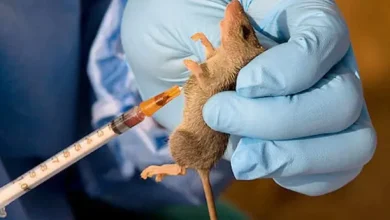 Photo of Rising lassa fever cases put frontline health workers at grave risk