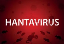 Photo of More Hantavirus cases likely in coming weeks – WHO raises alarm 