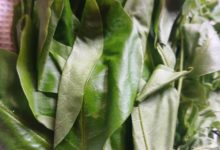 Photo of Uturukpa: Healing leaves & food Nigeria can take to UNESCO ICH List