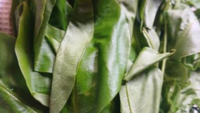 Photo of Uturukpa: Healing leaves & food Nigeria can take to UNESCO ICH List